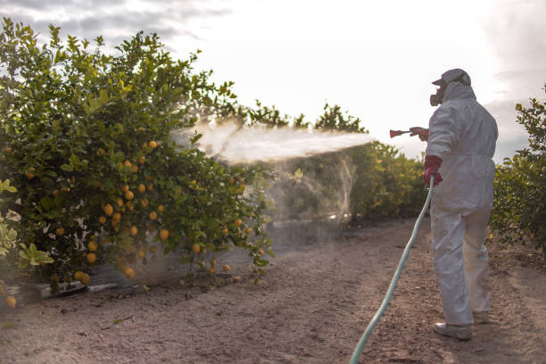 Best Mosquito Control Services  in Tice, FL
