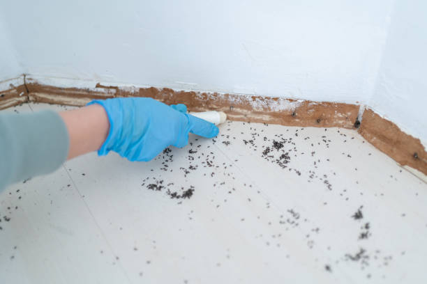 Best Pest Inspection Near Me  in Tice, FL