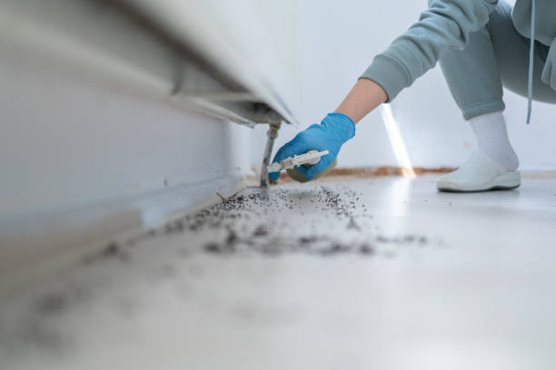 Best Flea Control Services  in Tice, FL